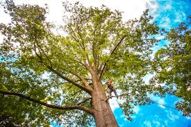 Best Hazardous Tree Removal  in Rocky Ford, CO