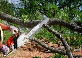 Best Lawn Pest Prevention  in Rocky Ford, CO