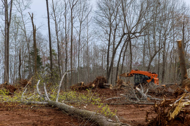 Best Tree Maintenance Programs  in Rocky Ford, CO