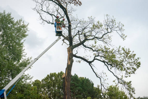 How Our Tree Care Process Works  in  Rocky Ford, CO